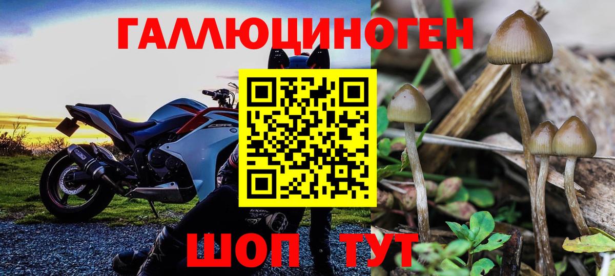 Псилоцибиновые грибы Cubensis Киселёвск
